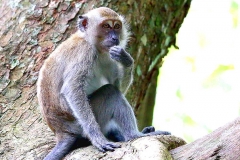 Macaque, Long-tailed or Crab-eating. Kera. Macaca fascicularis. Kera.DktBltnPayaTN.IMG_9772.web.1