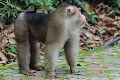Macaque, Pig-tailed. Beruk. Macaca nemestrina. Beruk.TmnRimbaAmpang.7.8.15..IMG_1613.web.1