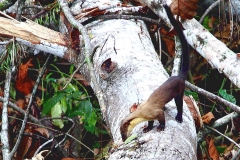 Marten, Yellow-throated. Mengkira. Martes flavigula.2 7.3.13.IMG_1611.web.1