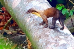 Marten, Yellow-throatedMarten. Mengkira. Martes flavigula. 27.3.13.IMG_1616-1.rs.web