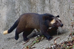 Masked Palm Civet. Musang lamri. Paguma larvata. 14.3.15. 3N2A5013.web