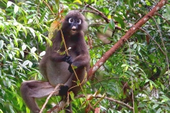 Monkey, Dusky Leaf. Lotong cengkong. Trachypithecus obscurus. Panti.1.1.13.IMG_0626.rs.web