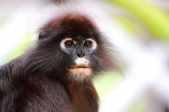 Monkey, Dusky Leaf. Lotong cengkong. Trachypithecus obscurus. PerhentianBesar.21.2.13.IMG_6850.web.1