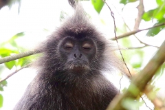 Monkey, Silvery Leaf. Lotong kelabu. Trachypithecus cristatus. Lotong. ksnp.IMG_6360.web.1