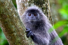 Monkey, Silvery Leaf. Lotong kelabu. Trachypithecus cristatus. ksnp.IMG_3482.rs.web