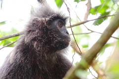 Monkey, Silvery Leaf. Lotong kelabu. Trachypithecus cristatus. ksnp.IMG_6358.web.1