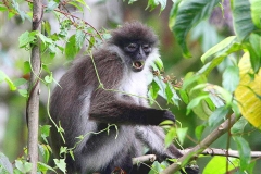 Monkey, White Thighed Leaf. (Lotong peha putih). Presbytis siamensis.13.1.14.IMG_8401.web.1