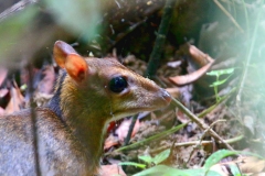 Mousedeer, Lesser. Pelanduk or Kancil. Tragulus javanicus or kancil . Lowland. SwampLoopTN.20.1.13.IMG_2464.rs.web