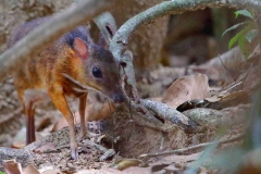 Mousedeer, Lesser. Pelanduk or Kancil. Tragulus javanicus or kancil. Lowland. BPayaTN.12.2.15. 3N2A1555.rs.web