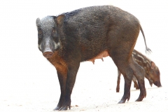 Pig, Wild. Babi Hutan. Sus scrofa .Panti.11.5.13.IMG_6617.web