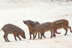 Pig, Wild. Babi Hutan. Sus scrofa. Juveniles.Panti.11.5.13.IMG_6609.web.1