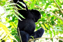 Siamang. Siamang. Symphalangus syndactylus. 25.1.07.FH.DSCF0162.web