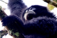 Siamang. Siamang. Symphalangus syndactylus..8.3.15. 3N2A4028.rs.web