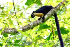 Squirrel, Black or Malayan Giant. Tupai kerawak hitam. Ratufa bicolor. 16.9.12.IMG_3422.rs.web