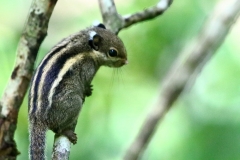 Squirrel, Himalayan striped, (Tupai himalaya berjalur). Tamiops mcclellandii.28.10.12.IMG_2868-1.rs.web