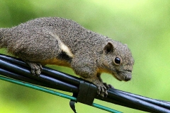 Squirrel, Plantain. Tupai pinang. Callosciurus notatus..21.2.13.IMG_6985.web.1