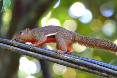 Squirrel, Plantain. Tupai pinang. Callosciurus notatus..21.11.12.IMG_5294.rs.web