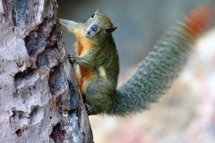 Squirrel, PlantainQ. Tupai pinangQ. .11.10.15.3N2A3128.web