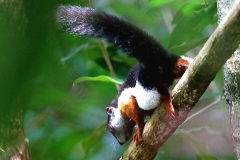 Squirrel, Prevost. Tupai gading. Callosciurus prevostii. Jenut.Ktahan.9.10.13.IMG_7062.web