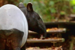 Tapir, Malayan. Cipan. Tapirus indicus. KTahanTN.17.1.13.IMG_2242.rs.web