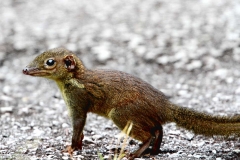 Treeshrew, Common. Tupai muncung besar. Tupaia glis. .21.11.13.IMG_7619.web