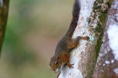 Treeshrew, Common. Tupai muncung besar. Tupaia glis. .KenongRimbaPark.9.9.14.IMG_4850-2.rs.web