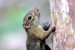 Treeshrew, Common. Tupai muncung besar. Tupaia glis. KenongRimbaPark.9.9.14.IMG_4854.web.1