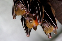 fruit Bat.Kelawar. PerlisSP.23.8.12.IMG_1012.rs.web