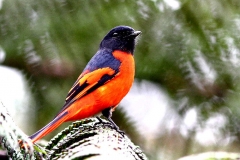 Minivet, Grey-chinned. Male.IMG_2462.web.2