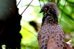 Pheasant, Malayan Peacock-. Male.IMG5442.web