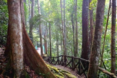 c. Seri Mahkota Waterfall trail.. First explored 1892 by two British explorers. .IMG_1138.web.1