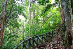 d. Seri Mahkota Waterfall trail.. In 1985-6, Malaysian Nature Sociesty, MNS, did a major scientific expedition to the area..IMG_1186.web.1