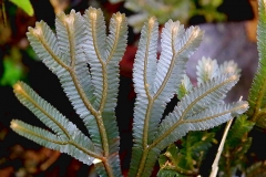 m. A young fern .IMG_1699.web.1