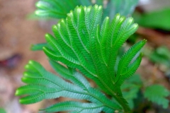 n. Another young fern. I was told by a botanist, if a leaf or shoot has a translucent look to it then it is safe to eat. IMG_1754.web.1