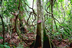 Canopy Walk Trail. Lianas galore.IMG_1508web.1