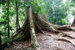 Canopy Walk Trail..IMG_1503web.1