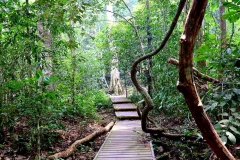 Canopy Walk Trail.IMG_1498web.1