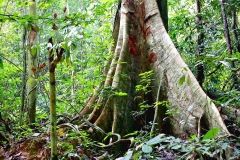 To Bumbun Tabing.19.9.2015.Big tree trunk.IMG_1651web.1