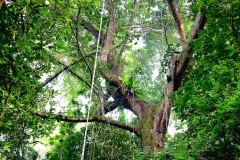 To Bumbun Tabing.19.9.2015.Magnificent tree top.IMG_1618web.1