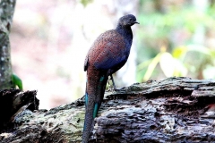 Pheasant, Mountain Peacock-. Male.web