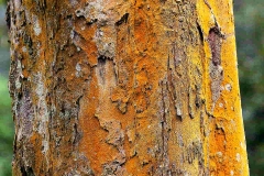 Bukit Air orchard. 15.10.18..IMG_2138.web.1