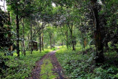 Bukit Air orchard. 15.10.18.IMG_1937.web.1