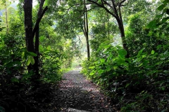 Bukit Air orchard. 15.10.18.IMG_1939..web.1