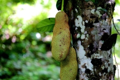 Bukit Air orchard.17.8.14. Cempedak.IMG_2573.web.1