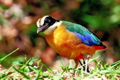 Pitta, Blue-winged .IMG_8957hdr1.1.web