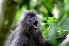 18.5.16 ksnp.3N2A8377.web