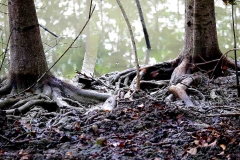 18.5.16 ksnp.IMG_2691.web