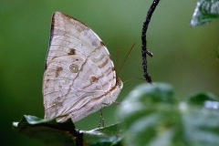 17.12.4 Koh-I-Noor,AmathuxidiaAmythaonDilucida.SgCongkak.3N2A7588.1