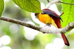 Trogon, Orange-breasted.IMG_5734.web