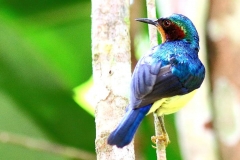 Sunbird, Ruby-cheeked .IMG_9130-1.web